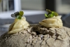 Gramona Amuse Contest 2020
